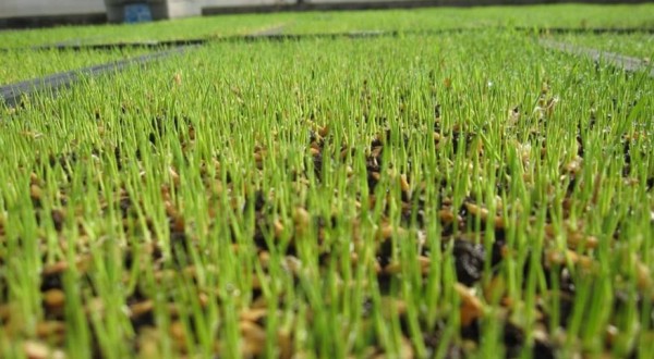 Seedling tray