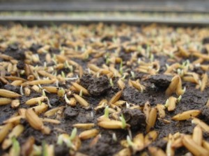 Seeds germinating